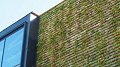 La « façade verte », ce mur qui en offre plus