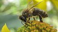 Surveillance étroite des pollinisateurs au Luxembourg