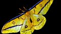 Menace sur la pollinisation : le côté obscur de la lumière artificielle