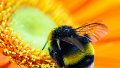 La sécurité alimentaire mondiale impactée par le déficit d'insectes pollinisateurs