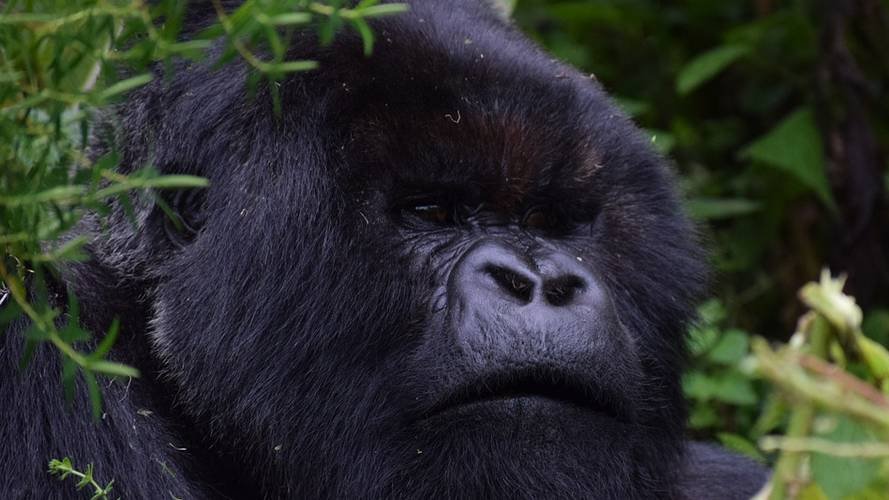 New Project : Efficient Stoves Save Habitat for the Last Mountain Gorillas