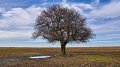 Le Charme, arbre de l'année 2025 : un allié précieux pour la biodiversité