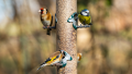 Recensement des oiseaux en hiver : la mésange charbonnière conserve son titre